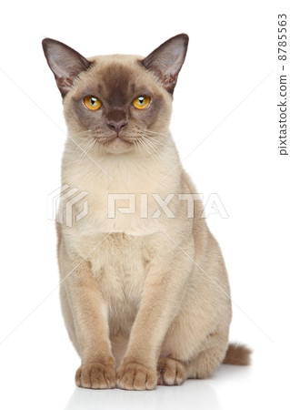 Burma cat on white background 8785563