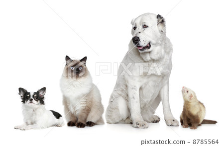 Group of dogs, cat and ferret 8785564