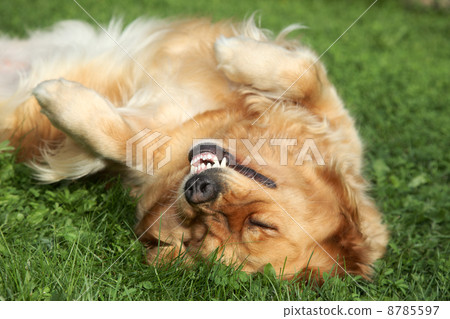Golden Retriever lying on green grass. 8785597