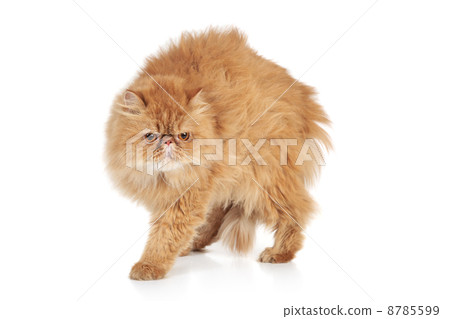Scared Ginger Persian cat Scared Ginger Persian cat 8785599