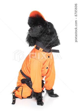 Toy poodle in dog sportswear 8785606