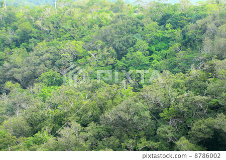 Ishigaki Island · Banna Forest Ishigaki Island · Banna Forest 8786002