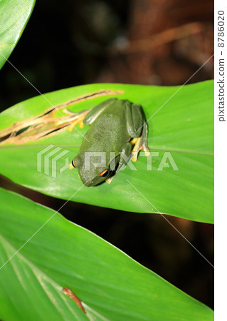 Yaeyama frog Yaeyama frog 8786020