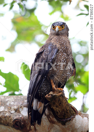 Kammuriwashi Kammuriwashi 8786027