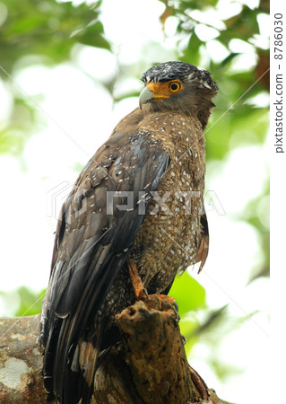 Kammuriwashi Kammuriwashi 8786030