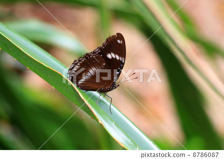 Ryukyu Murasaki 8786087