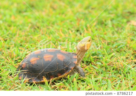 Semaruhako turtle Semaruhako turtle 8786217