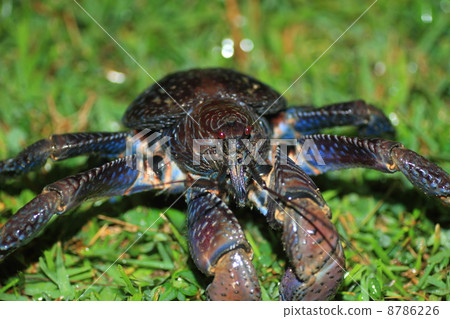 椰子蟹 椰子蟹 8786226