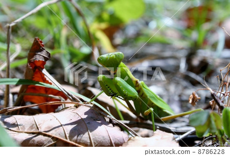 白尾螳螂 8786228