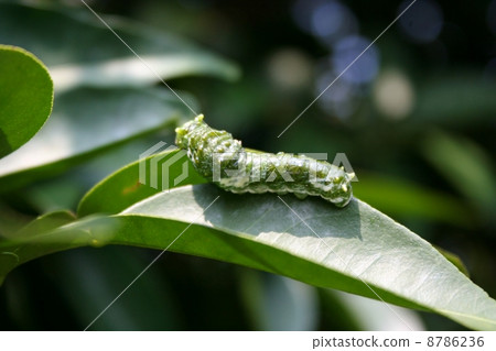 Swallowtail butterfly larvae 1st larva 8786236