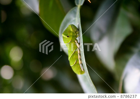 Swallowtail butterfly larva 8786237