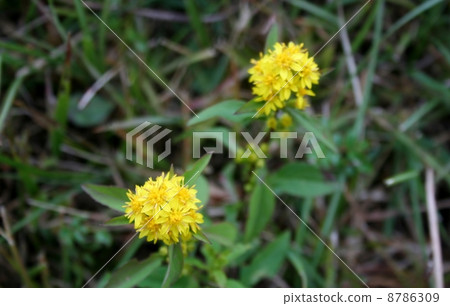 Miyama Akinokirinso 8786309