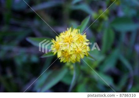 Miyama Akinokirinso 8786310