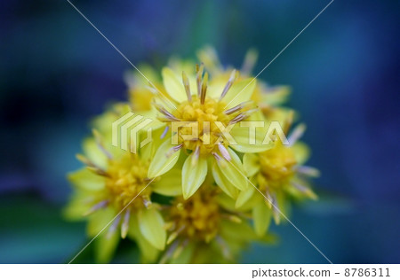 Miyama Akinokirinso 8786311