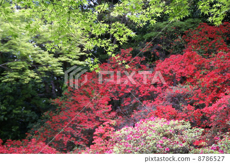 Fresh green maple leaves and Kirishima azalea flowers 8786527