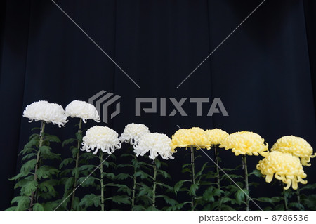 菊花 8786536