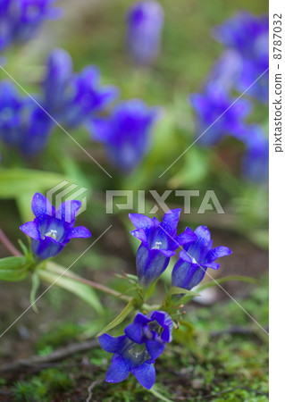 龍膽花 龍膽花 8787032