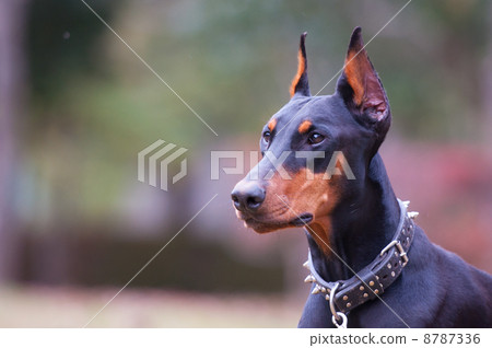 is the german pinscher legal in brunei