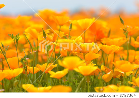 California poppy California poppy 8787364
