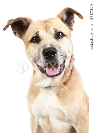 Staffordshire terrier dog on a white background Staffordshire terrier dog on a white background 8787369