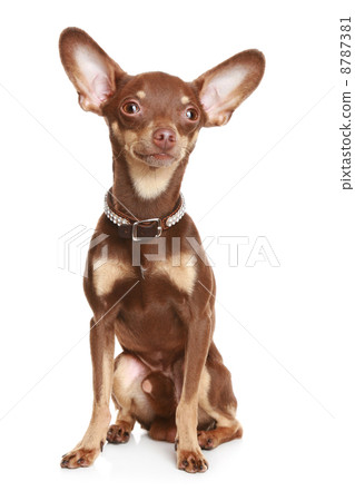 Russian toy terrier Russian toy terrier 8787381