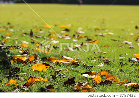 November Leaf Sakura and Rosaceae Fallen Leaves November Leaf Sakura and Rosaceae Fallen Leaves 8787422