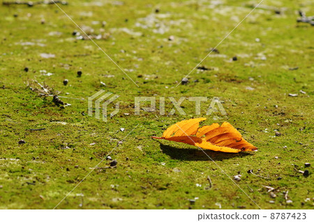 November leaves Sakura and Rosaceae 93 fallen leaves 8787423