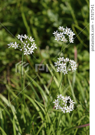 Nira Flower Nira Flower 8787541