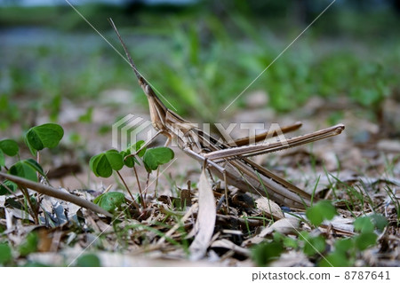 Shorurigata Shorurigata 8787641