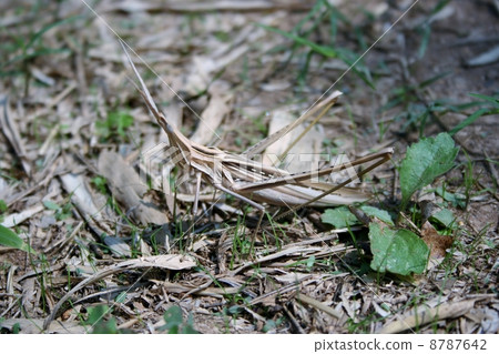 Shorurigata Shorurigata 8787642