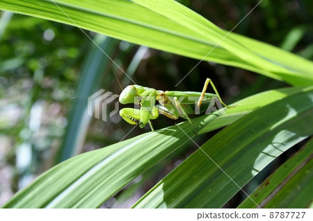 White-tailed Mantis 8787727