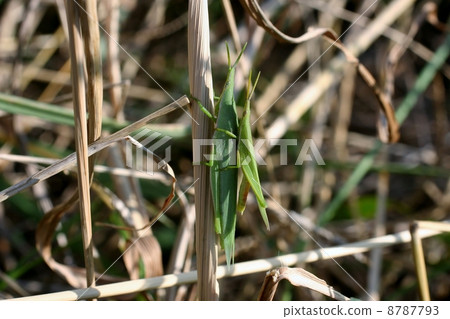 蒼朮 蒼朮 8787793