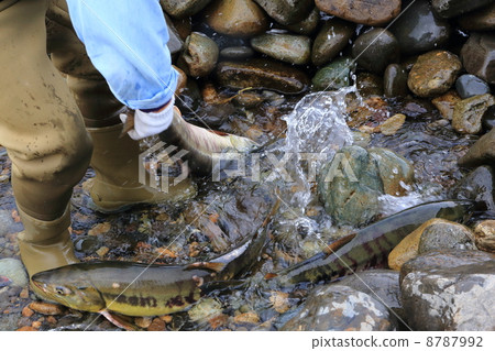 Salmon in the Nakagawa River 8787992