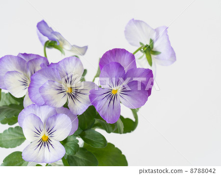 Light purple viola Light purple viola 8788042