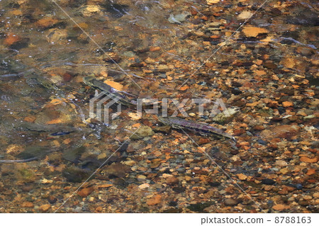 Salmon in the Nakagawa River 8788163