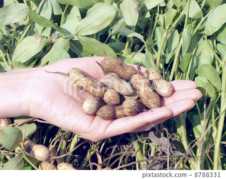 Harvested peanuts　 8788331
