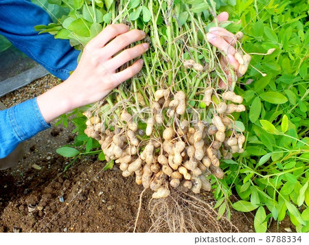 Peanut harvest 8788334