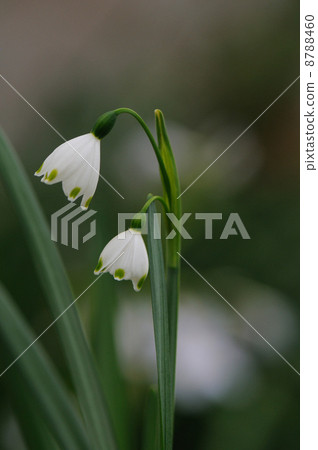 Snowflake lily of the valley Snowflake lily of the valley 8788460