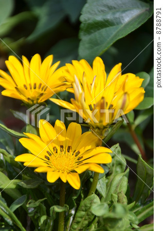 Rudbekia Rudbekia 8788791