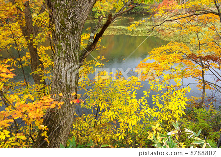 落在後面的baniizawa Osawumuma 8788807