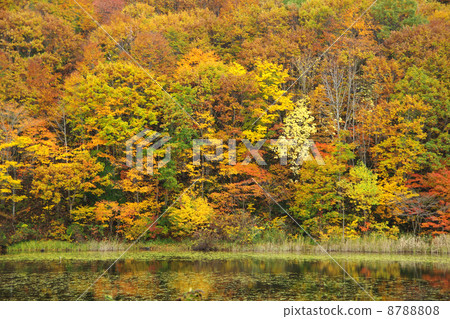 落在後面的baniizawa Osawumuma 8788808