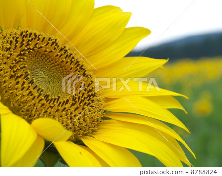 Up sunflower Up sunflower 8788824