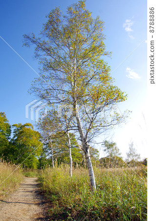 白樺樹 8788886