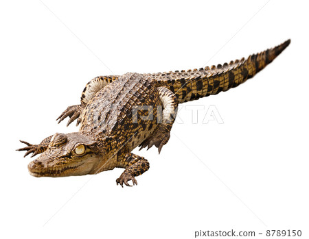 Cub crocodile isolated on white background 8789150