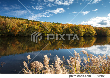Nishioka Park in autumn Nishioka Park in autumn 8789839