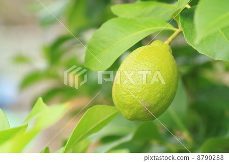 Fruit of lemon 8790288