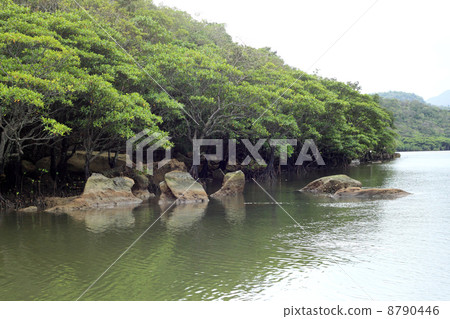 Iriomotejima / Urauchi River 8790446