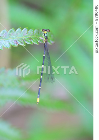 Masaki rulimon蜻蜓（台灣rulimon蜻蜓） 8790490