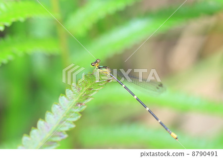 Masaki rulimon蜻蜓（台灣rulimon蜻蜓） 8790491