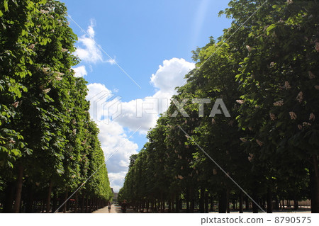 Maronie in the Tuileries gardens 8790575